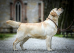 Šteniatka Labrador Retriever – fotka 4