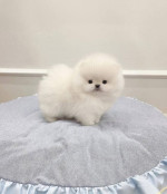 Pomeranian mini  – fotka 2