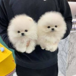 Pomeranian mini  – fotka 3