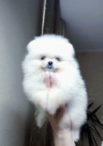 Pomeranian mini  – fotka 4