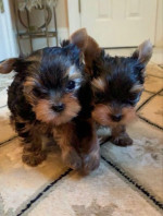 Yorkshirsky terrier, jorkšírsky teriér s PP – fotka 2