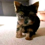 Yorkshirsky terrier, jorkšírsky teriér s PP – fotka 3