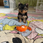 Yorkshirsky terrier, jorkšírsky teriér s PP – fotka 4