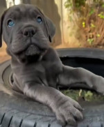 Cane corso – fotka 2
