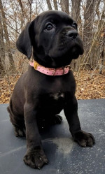 Cane corso – fotka 3