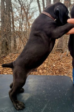 Cane corso – fotka 4
