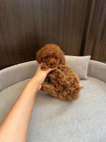 Pudel- pudle-poodle – fotka 3