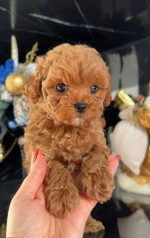 Pudel- pudle-poodle – fotka 4