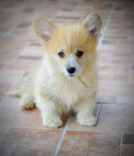 Šteniatka Welsh Corgi Pembroke – fotka 2