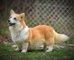 Šteniatka Welsh Corgi Pembroke – fotka 3