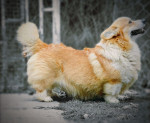 Šteniatka Welsh Corgi Pembroke – fotka 4