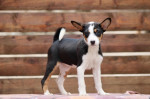 Basenji Šteniatka – fotka 2