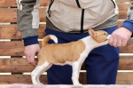 Basenji Šteniatka – fotka 3