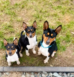 Basenji Šteniatka – fotka 4