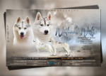Siberian Husky puppies – fotka 2