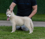 Siberian Husky puppies – fotka 3