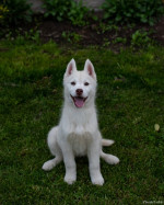 Siberian Husky puppies – fotka 4