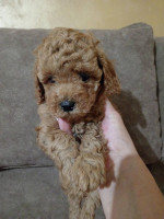 Miniature Poodles for sale – fotka 2