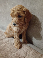 Miniature Poodles for sale – fotka 3