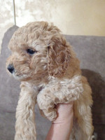 Miniature Poodles for sale – fotka 4