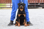 Rottweilers puppies for sale – fotka 2