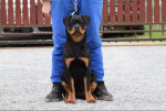 Rottweilers puppies for sale – fotka 3
