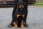 Rottweilers puppies for sale – fotka 4