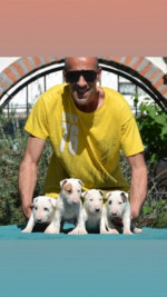 Top standard bull terrier puppies – fotka 2