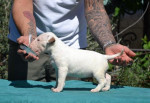 Top standard bull terrier puppies – fotka 3
