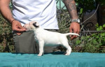 Top standard bull terrier puppies – fotka 4