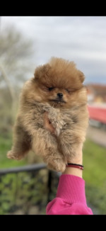 pomeranský špic šteniatka na predaj – fotka 2