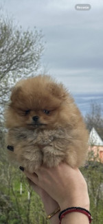pomeranský špic šteniatka na predaj – fotka 3