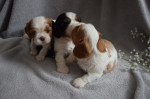 Šteniatko Cavalier King Charles Spaniel – fotka 2