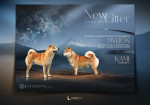 Champion litter of Shiba inu – fotka 2