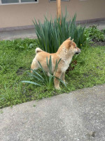 Champion litter of Shiba inu – fotka 3