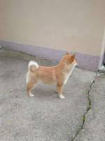 Champion litter of Shiba inu – fotka 4