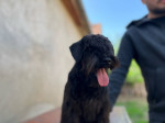 Bradáč malý čierny šteniatka – fotka 3