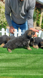 German Shepherd Dog puppies – fotka 2