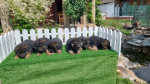 German Shepherd Dog puppies – fotka 3