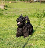 Scottish terrier puppies – fotka 2