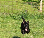 Scottish terrier puppies – fotka 3