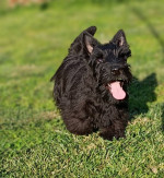 Scottish terrier puppies – fotka 4