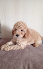 Miniature Poodles for sale – fotka 2