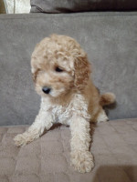 Miniature Poodles for sale – fotka 3