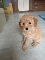 Miniature Poodles for sale – fotka 4