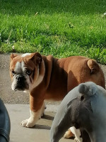 English bulldog – fotka 2