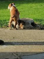 English bulldog – fotka 3