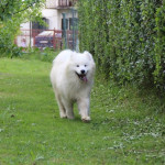 Samojed Šteniatko – fotka 2