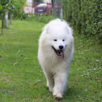 Samojed Šteniatko – fotka 3
