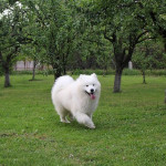 Samojed Šteniatko – fotka 4